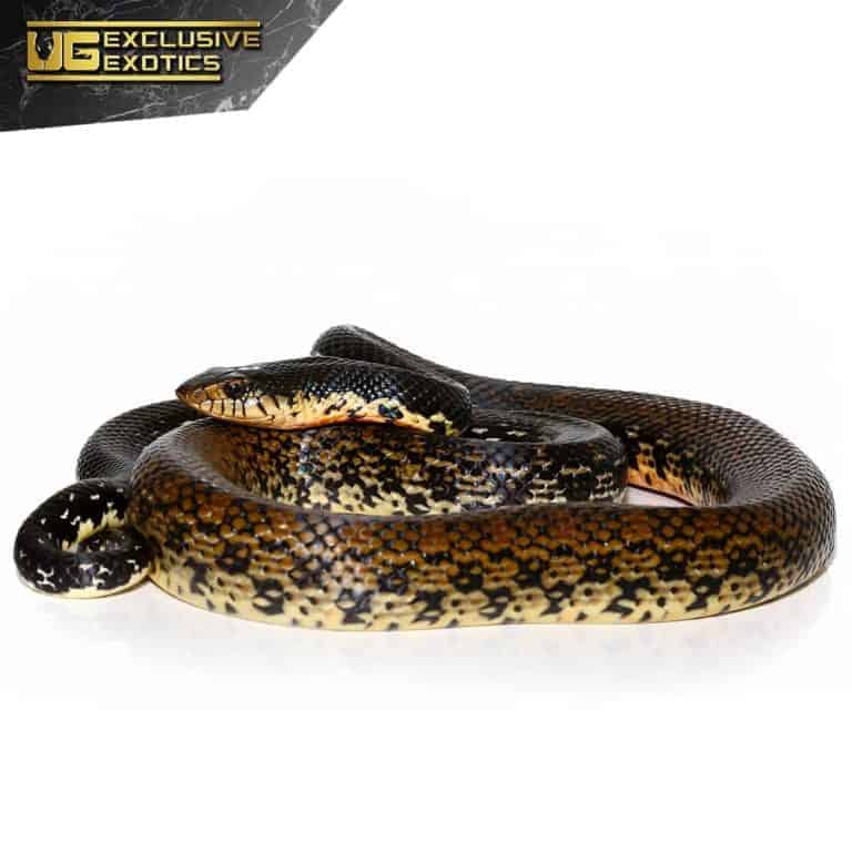 Madagascar Giant Hognose Snakes For Sale - Underground Reptiles