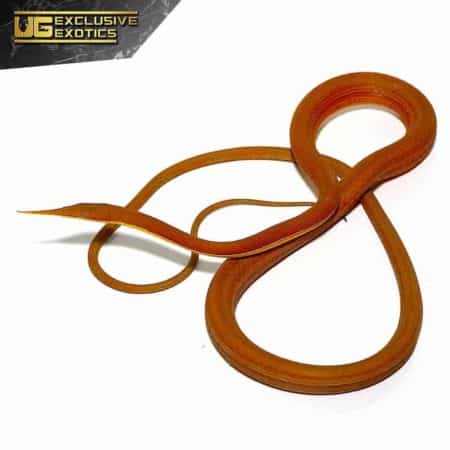 Malagasy Leaf-Nosed Snakes For Sale - Underground Reptiles