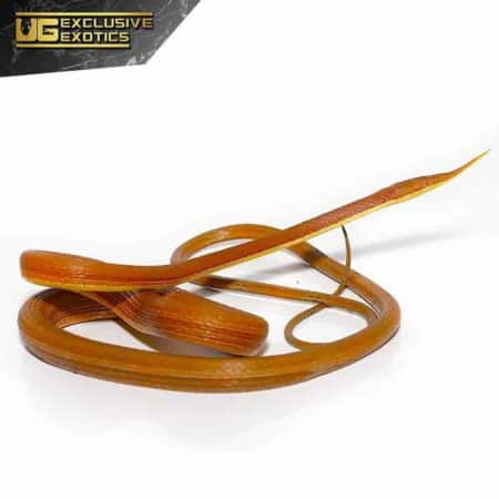 Malagasy Leaf Nose Snake For Sale - Underground Reptiles