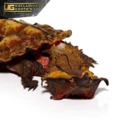 Juvenile Mata Mata Turtle For Sale - Underground Reptiles