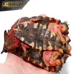 Juvenile Mata Mata Turtle For Sale - Underground Reptiles