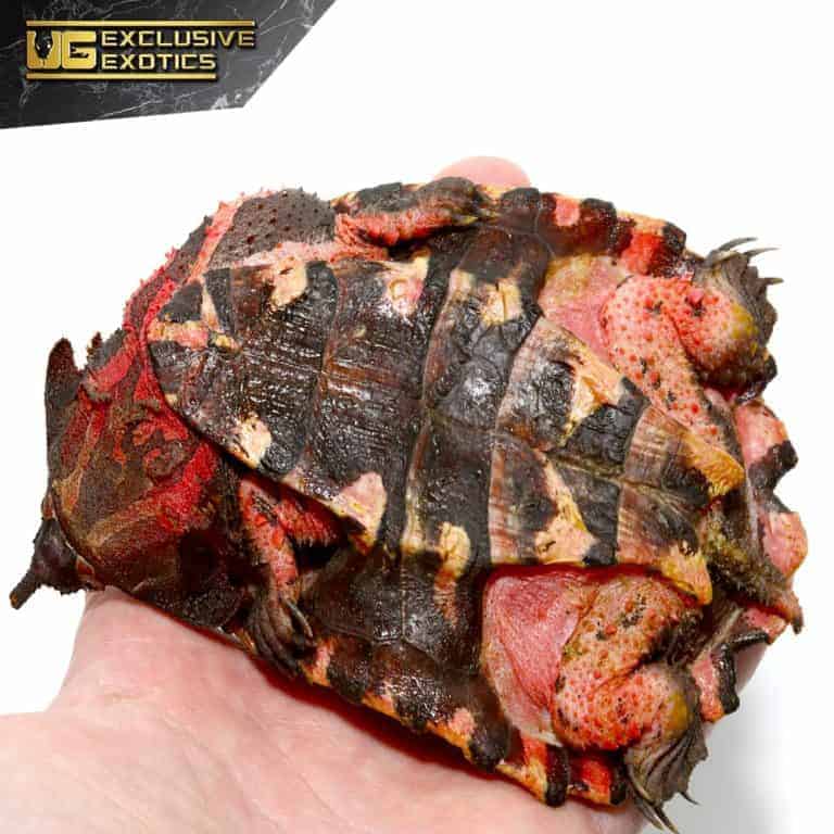 Juvenile Mata Mata Turtles (Chelus fimbriata) For Sale Underground
