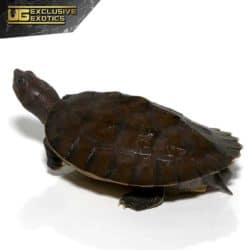 Painted River Terrapin For Sale - Underground Reptiles