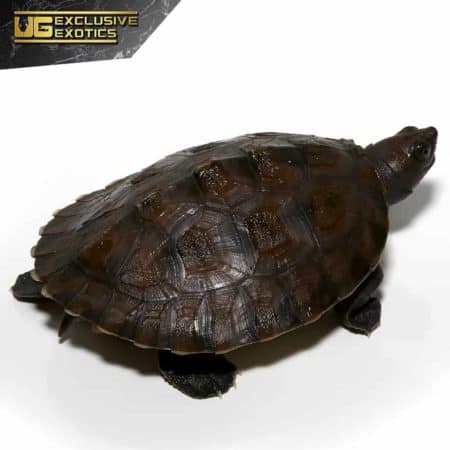 Painted River Terrapin For Sale - Underground Reptiles