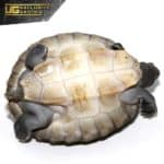 Painted River Terrapin For Sale - Underground Reptiles