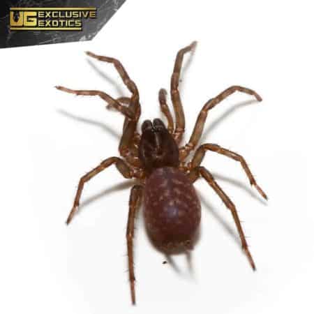 Panamanian Blue Funnel Web Spider For Sale - Underground Reptiles