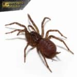 Panamanian Blue Funnel Web Spider For Sale - Underground Reptiles