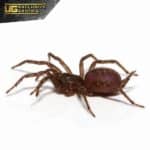 Panamanian Blue Funnel Web Spider For Sale - Underground Reptiles