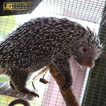 Prehensile Tailed Porcupine For Sale - Underground Reptiles