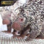 Prehensile Tailed Porcupine For Sale - Underground Reptiles