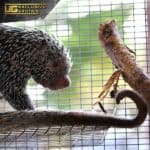 Prehensile Tailed Porcupine For Sale - Underground Reptiles