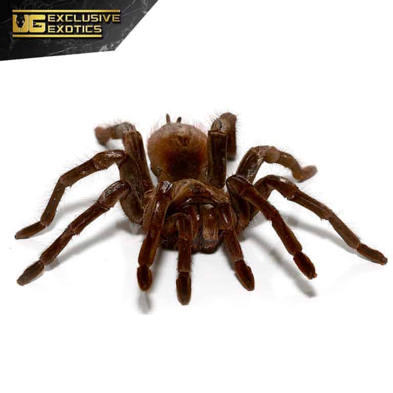 Red Bloom Bird Eating Tarantula (Pamphobeteus petersi) For Sale