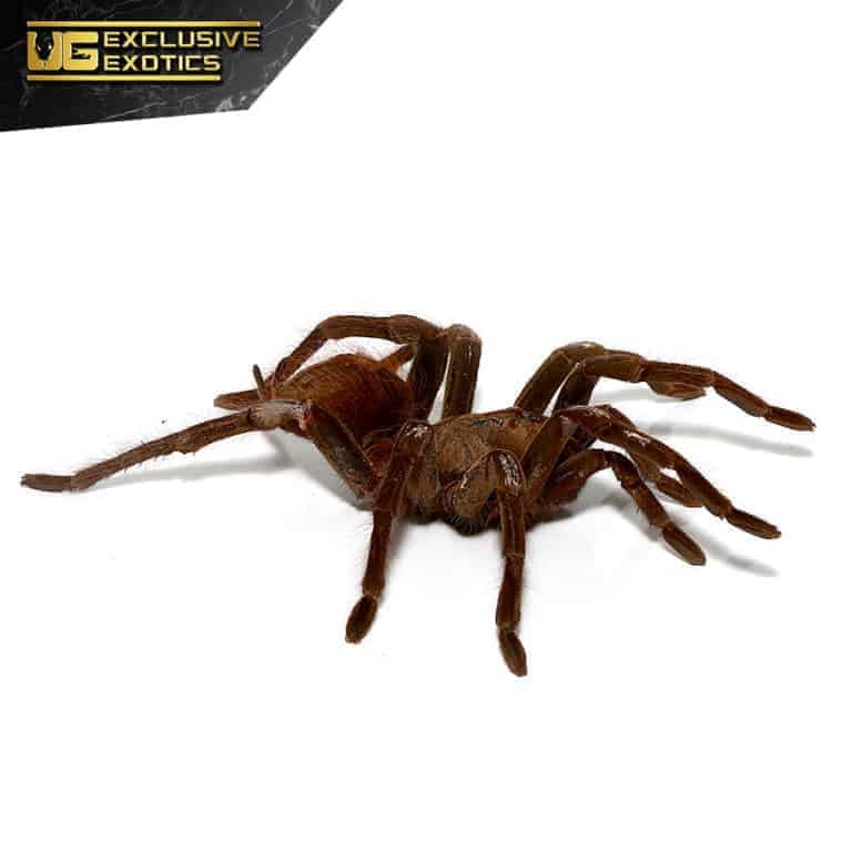 Red Bloom Bird Eating Tarantula (Pamphobeteus petersi) For Sale