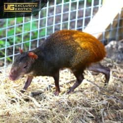 Red Rumped Agouti For Sale - Underground Reptiles