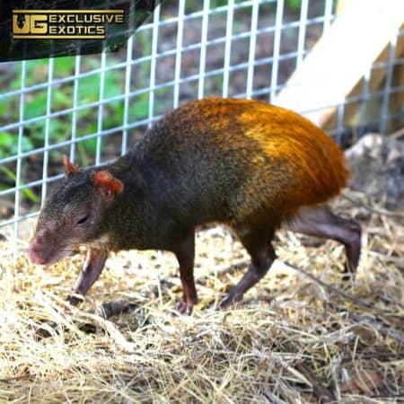 Red Rumped Agouti For Sale - Underground Reptiles