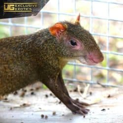 Red Rumped Agouti For Sale - Underground Reptiles