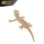 Saint Martin Giant Spotted Gecko For Sale - Underground Reptiles