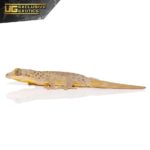Saint Martin Giant Spotted Gecko For Sale - Underground Reptiles