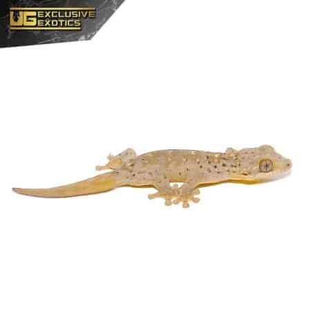 Saint Martin Giant Spotted Gecko For Sale - Underground Reptiles