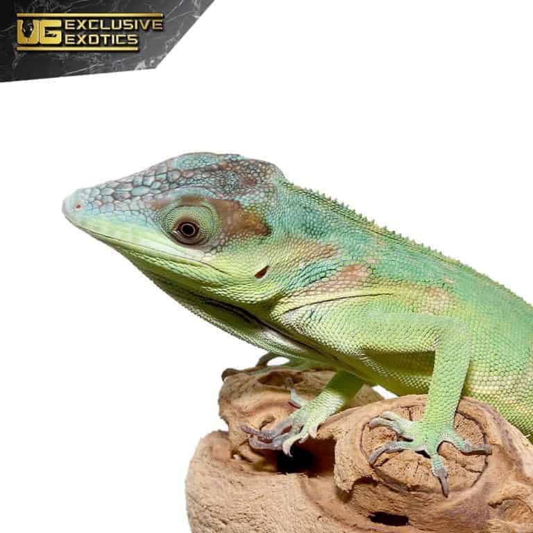 Smallwood’s Anoles (Anolis smallwoodi) For Sale Underground Reptiles