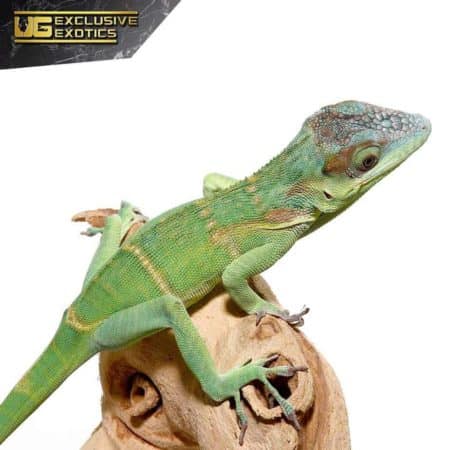 Smallwood's Anole For Sale - Underground Reptiles