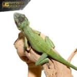 Smallwood's Anole For Sale - Underground Reptiles