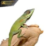 Smallwood's Anole For Sale - Underground Reptiles