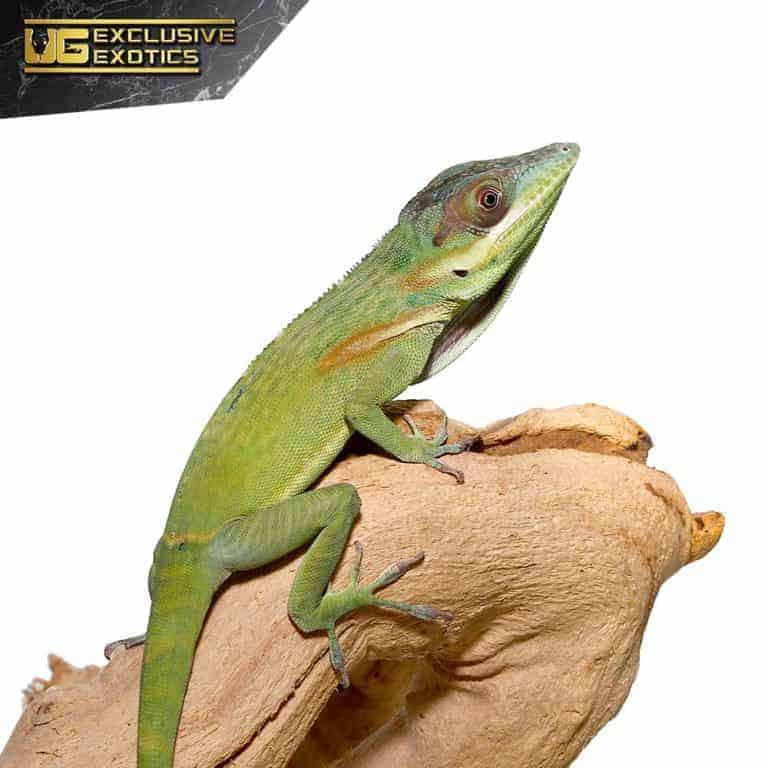 Smallwood's Anole Underground Reptiles