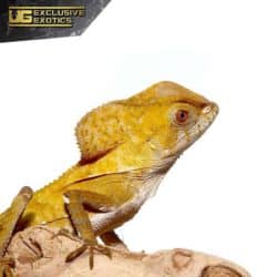 Baby Smooth Helmeted Iguana For Sale - Underground Reptiles