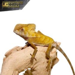Baby Smooth Helmeted Iguana For Sale - Underground Reptiles