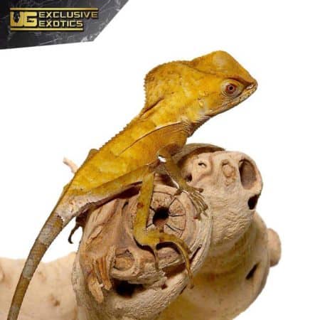 Baby Smooth Helmeted Iguana For Sale - Underground Reptiles