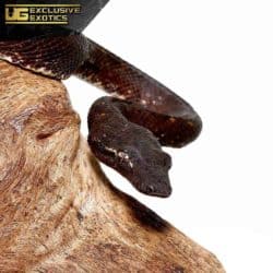 Solomon Island Tree Boa For Sale - Underground Reptiles