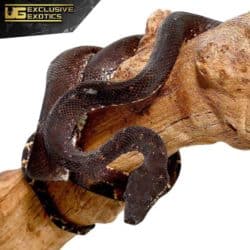 Solomon Island Tree Boa For Sale - Underground Reptiles