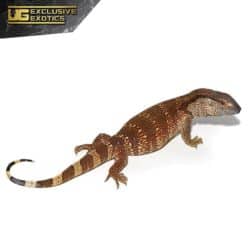 South African White Throat Monitor For Sale - Underground Reptiles