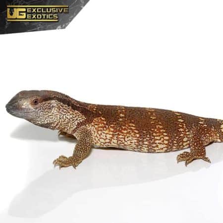 South African White Throat Monitor For Sale - Underground Reptiles