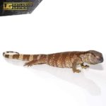 South African White Throat Monitor For Sale - Underground Reptiles