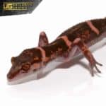 Tokumo Cave Gecko For Sale - Underground Reptiles