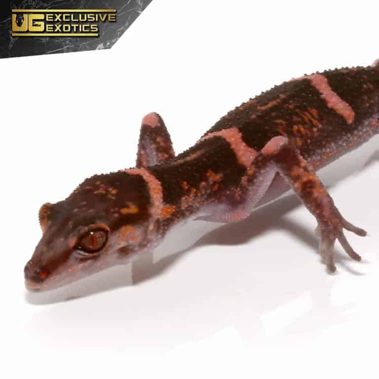 Tokumo Cave Geckos (Goniurosaurus splendens) For Sale - Underground