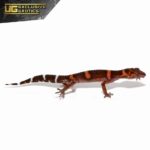 Tokumo Cave Gecko For Sale - Underground Reptiles