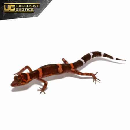 Tokumo Cave Gecko For Sale - Underground Reptiles