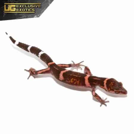 Tokumo Cave Gecko For Sale - Underground Reptiles