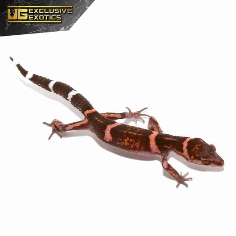 Tokumo Cave Geckos (Goniurosaurus splendens) For Sale - Underground