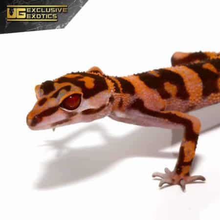 Tonaki Cave Gecko For Sale - Underground Reptiles