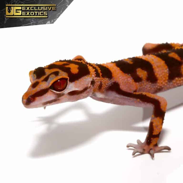 Tonaki Cave Geckos (Goniurosaurus orientalis) For Sale - Underground