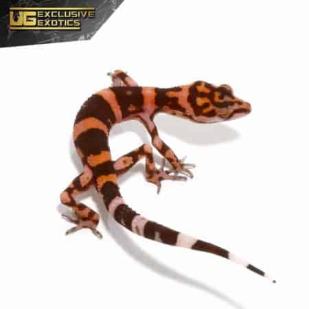 Tonaki Cave Gecko For Sale - Underground Reptiles