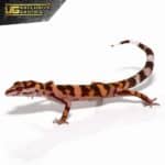 Tonaki Cave Gecko For Sale - Underground Reptiles