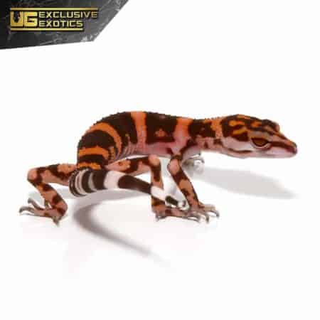 Tonaki Cave Gecko For Sale - Underground Reptiles