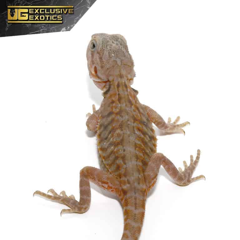 Translucent Leatherback Bearded Dragons (Pogona vitticeps) For Sale