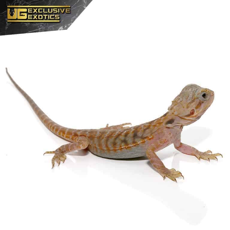 translucent bearded dragon translucent bearded dragon