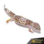 West Indian Leopard Gecko For Sale - Underground Reptiles
